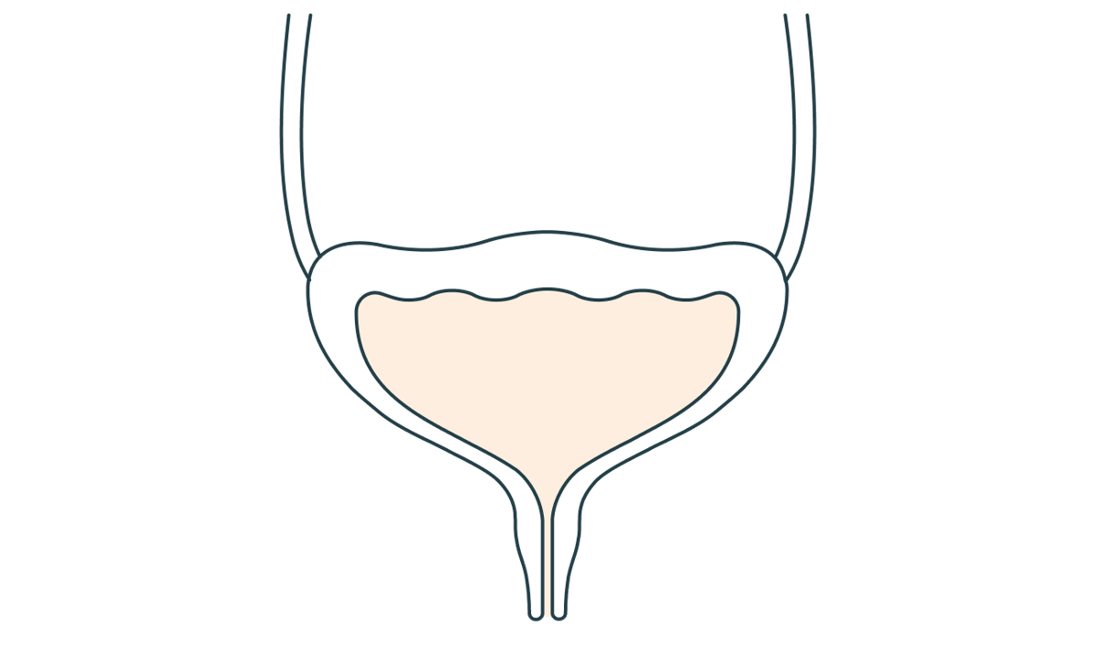 Évacuation de l'urine